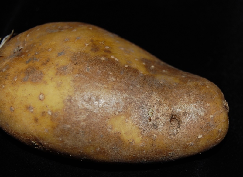 Картофель болезни клубней: серебристая парша