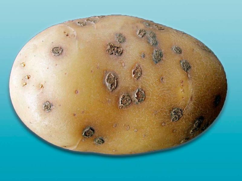 Картофель болезни клубней: черная парша (ризокториоз)
