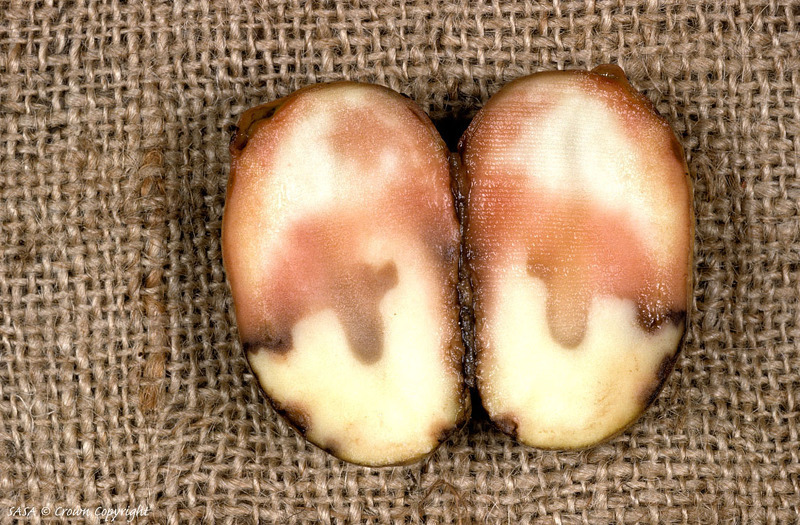 Болезни клубней картофеля фото и описание мокрой гнили смешанной