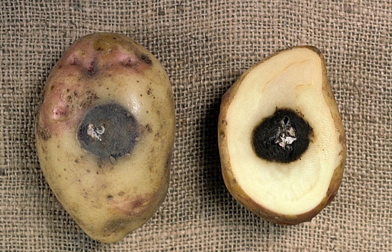 Болезни клубней картофеля фото и описание гнили - черная ножка
