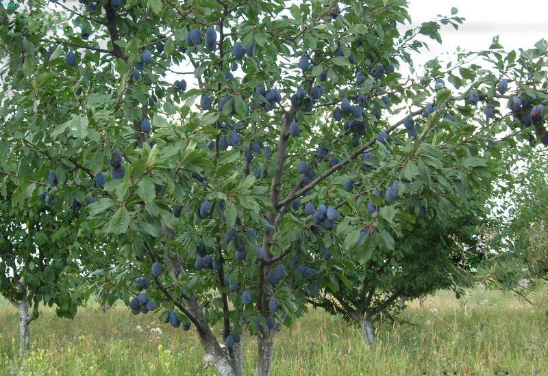 Посадка сливы весной