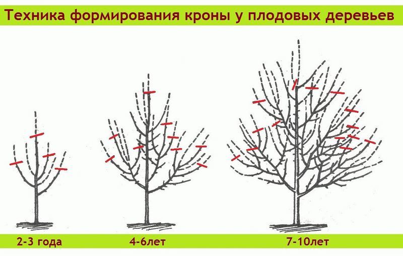 Слива посадка и уход – обрезка