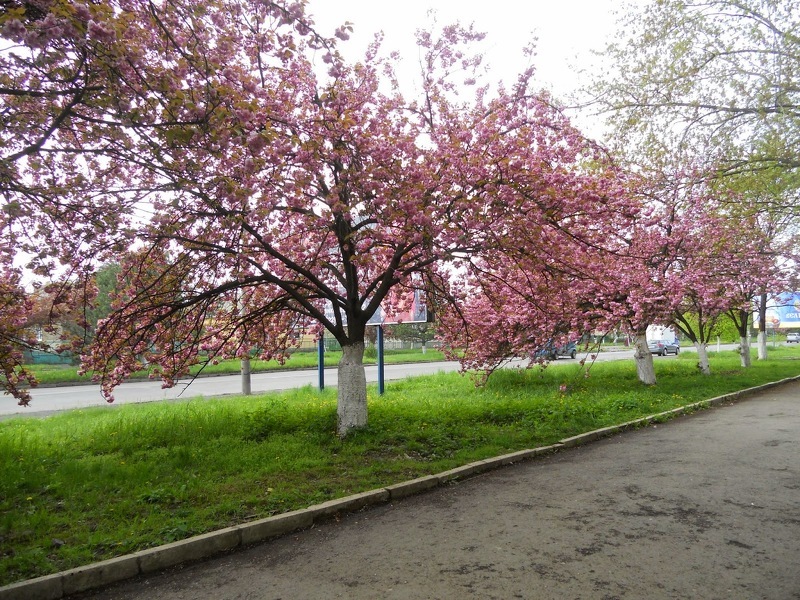 Сакура вишня. Правильный уход