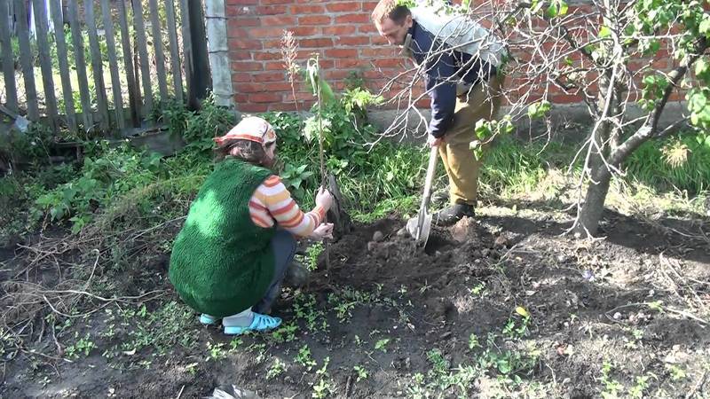 Вишня Морозовка отзывы, посадка и уход