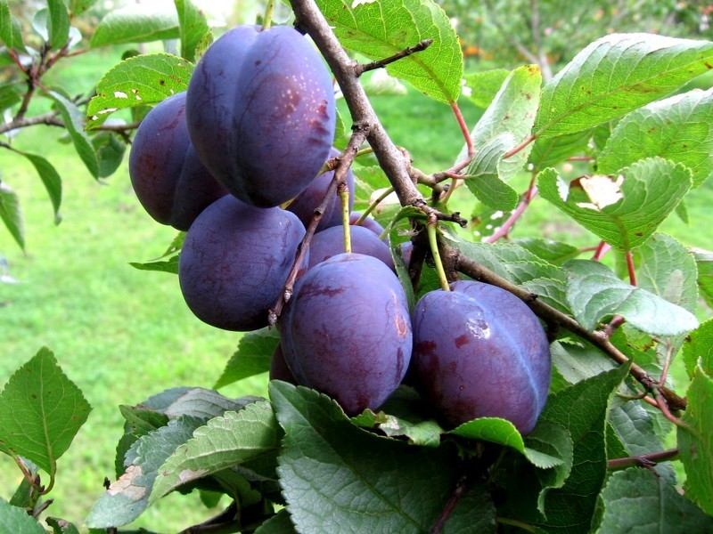 Слива (лат. Prunus)