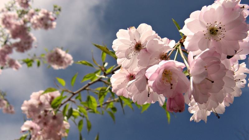 Яблоня розовый жемчуг – цветение