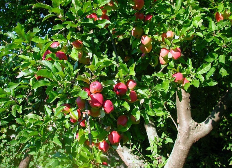 Сорт яблок розовый жемчуг – дерево 