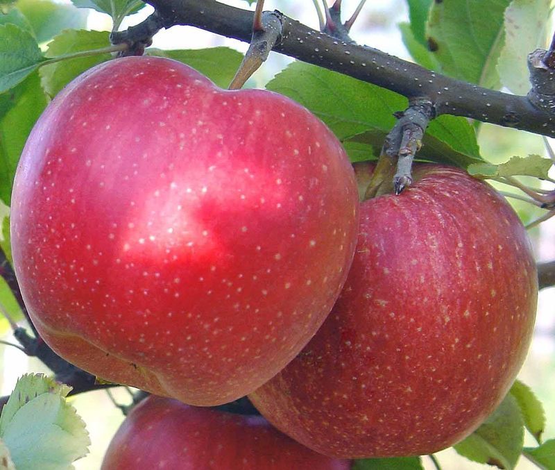 Сорт яблок розовый жемчуг фото – плоды