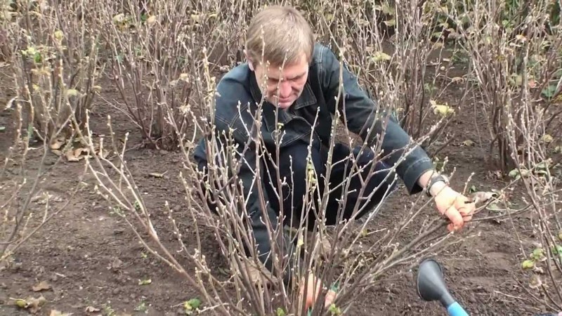 Как правильно делать обрезку