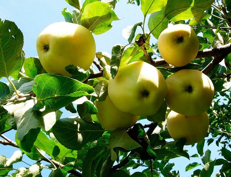 Сорт яблок антоновка - дерево с плодами