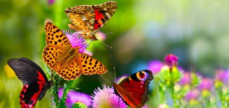 Привлекаем в сад прекрасных бабочек