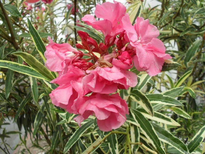 Декоративно цветущий кустарник олеандр