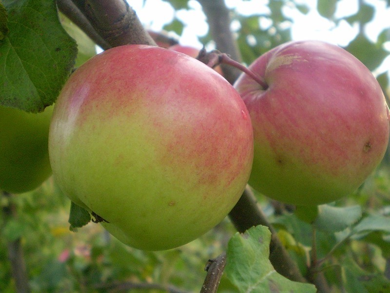 Яблоня богатырь описание сорта - румянец на плодах