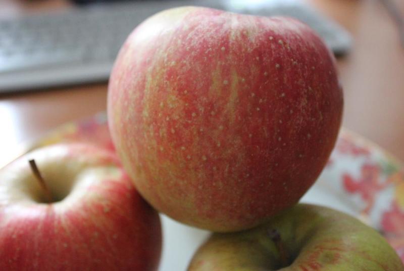 Яблоня богатырь - полностью созревший плод