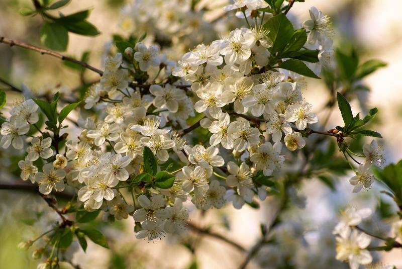 Сорта вишни: уход во время цветения