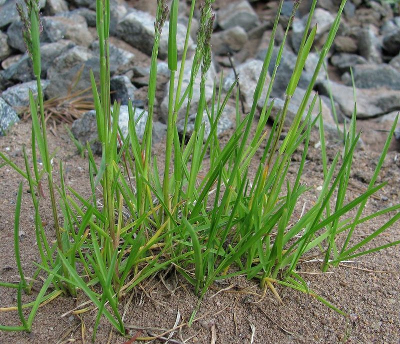 Мятлик луговой - газонные травы фото и названия 