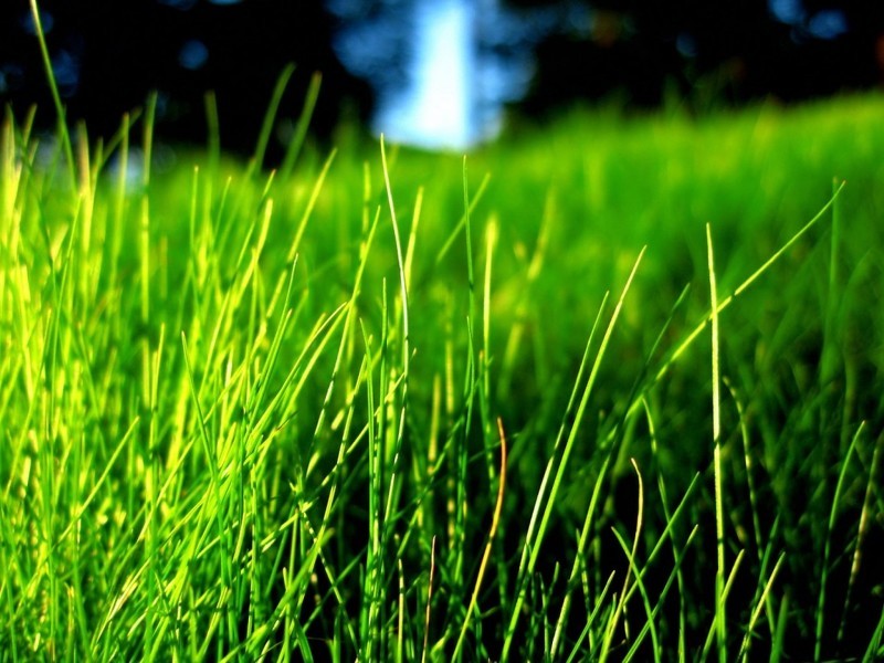 Овсяница красная - газонная трава фото