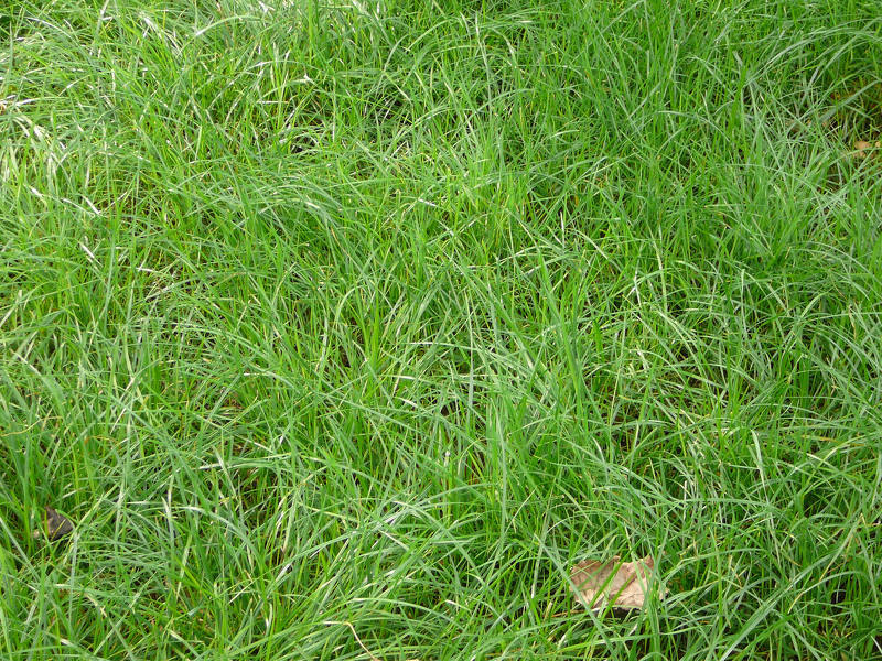Газонная трава виды: ежа сборная