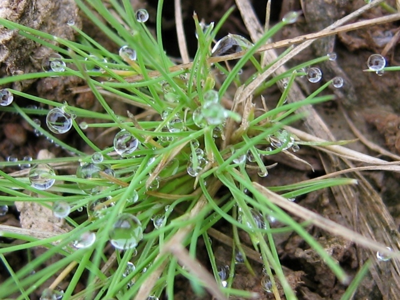 Виды газонной травы с фото : полевица собачья