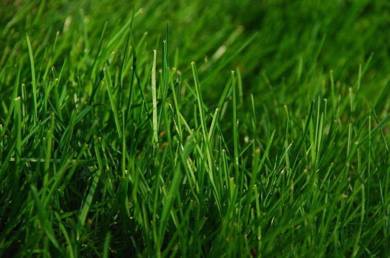 Виды газонной травы с фото : райграс пастбищный