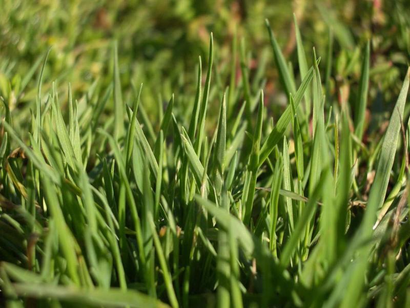 Виды газонной травы с фото : полевица побегоносная