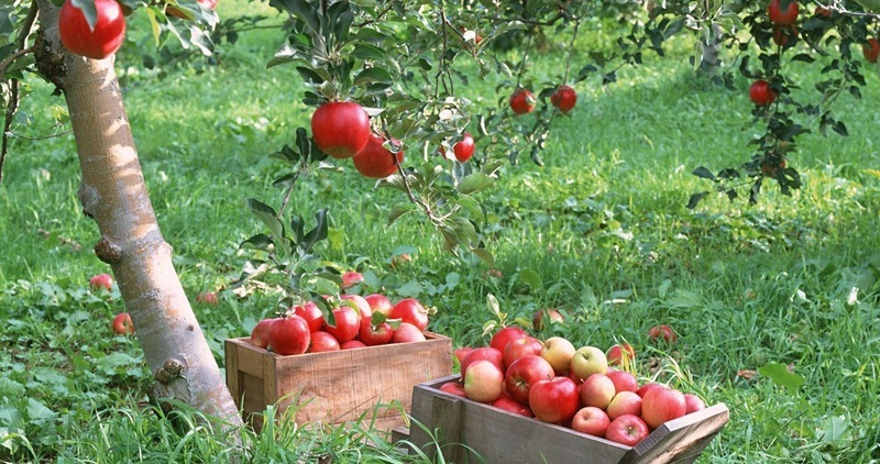 Яблоки гала плоды