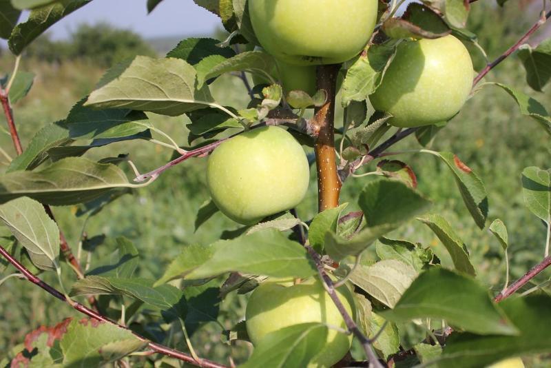 Сорта яблонь для урала: лучшие сорта яблок для северных регионов России