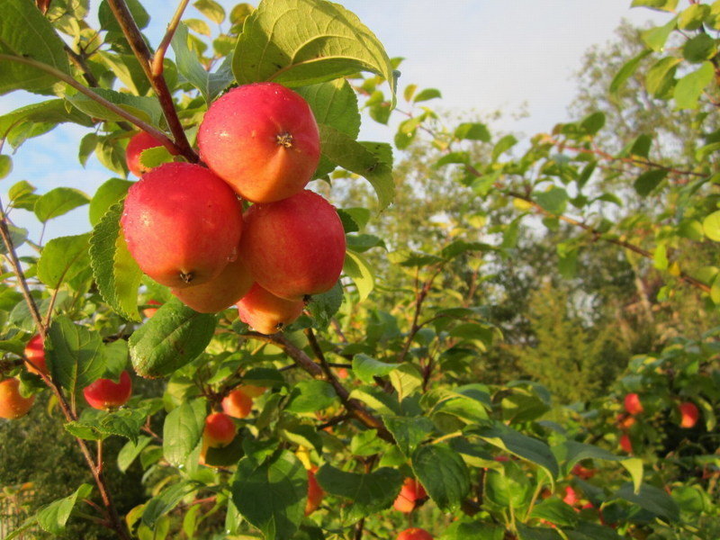 Сорта яблонь для урала: горноалтайское