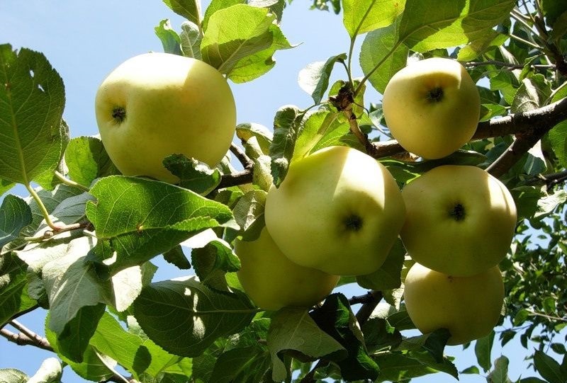 Сорта яблонь для урала: Уральское Наливное