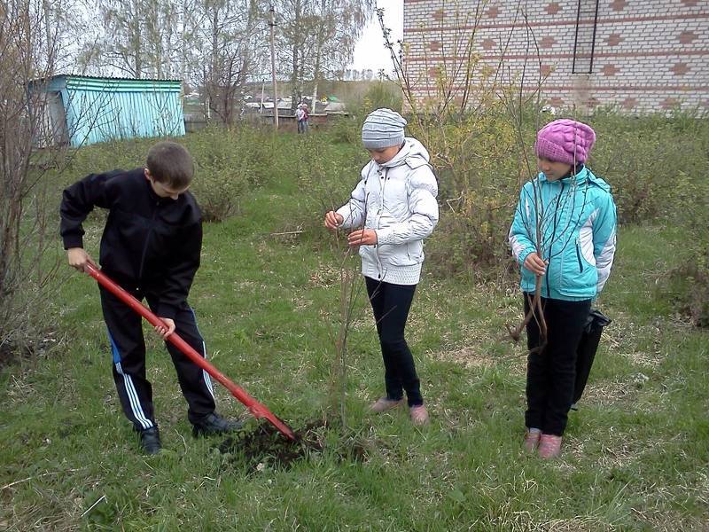 Вишня кустовая: посадка и удобрение