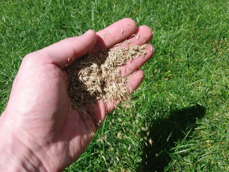 Газонная трава как сажать