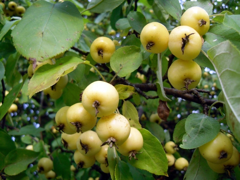 Яблоня золотая китайка - ветвь с плодами
