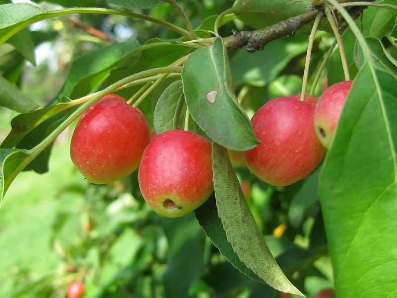Яблоня китайка - плоды