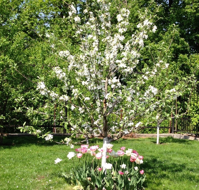 Яблоня китайка как украшение сада и элемент декора