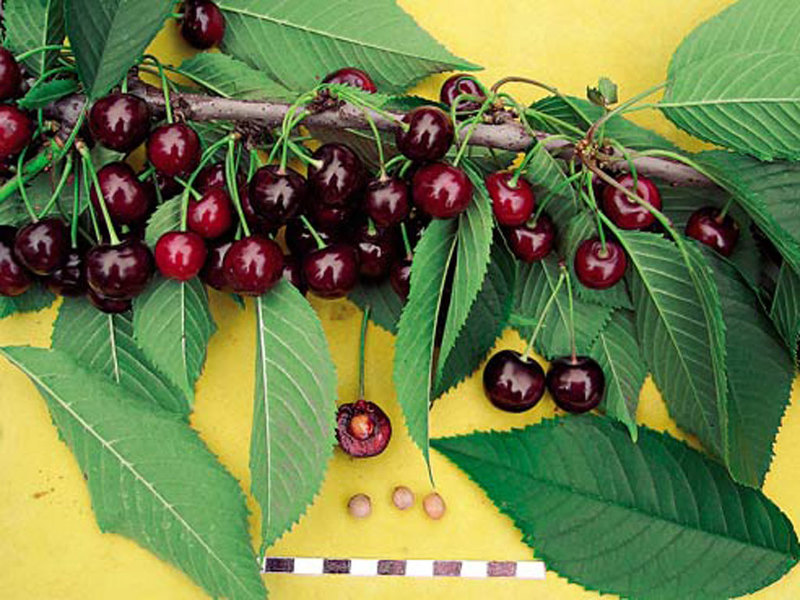Сорта вишни для Урала и Сибири: описание и фото. Ранние и среднеспелые