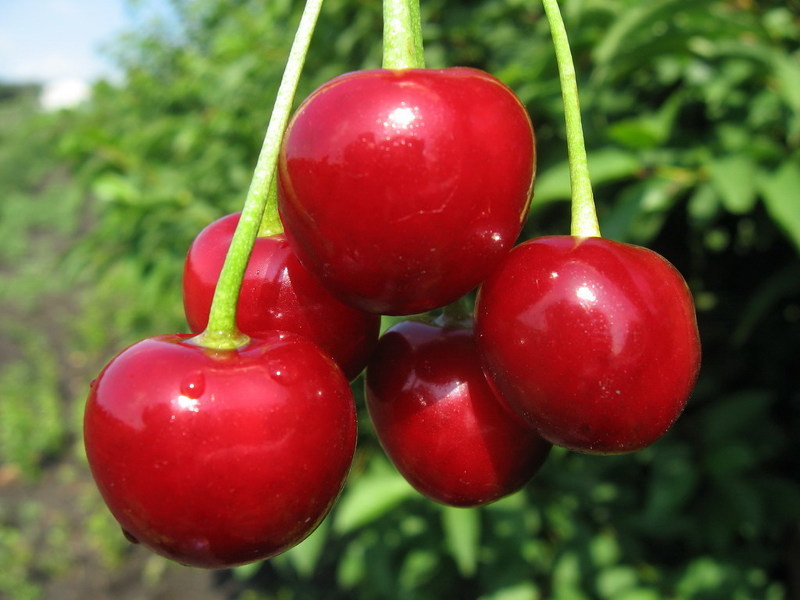 Сорта вишни для сибири и урала: Уральская рубиновая