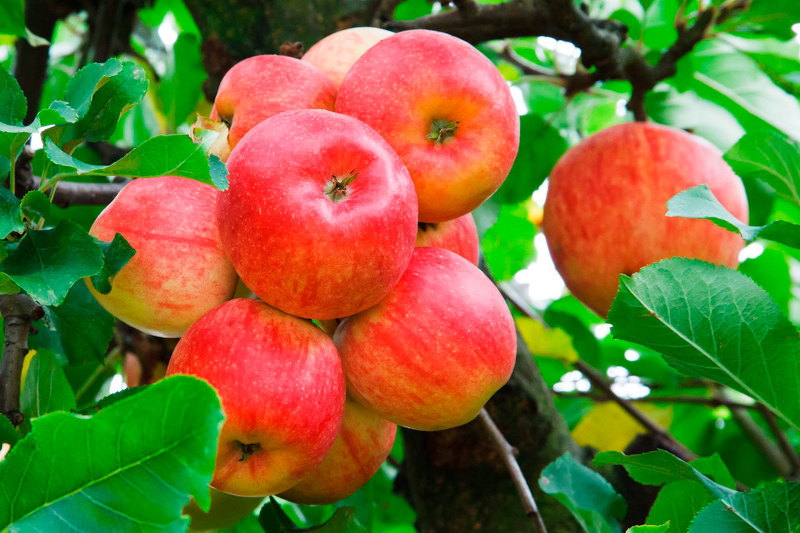 Сорта яблони для сибири - Алтайское Багряное