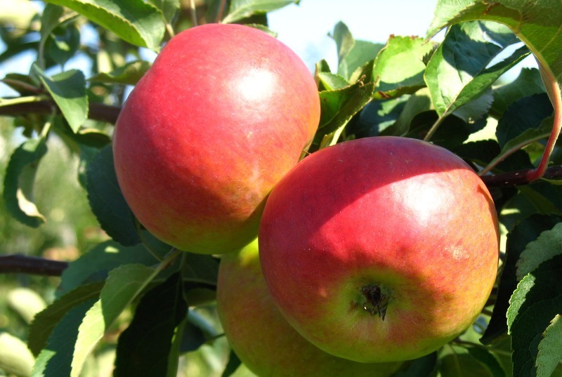 Сорт яблок лобо – плоды