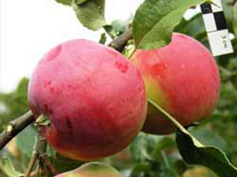 Сорта яблони для сибири - Сувенир Алтая