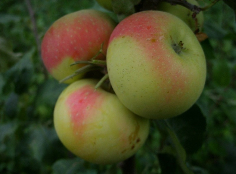 Сорта яблони для сибири - Ермаковское горное