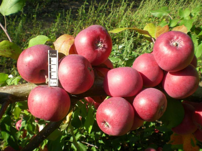 лучшие сорта яблонь для сибири - Баяна