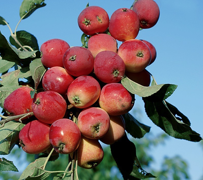 Сорта яблони для сибири - Жебровское