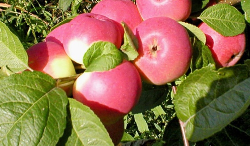Сорта яблони для сибири - Жебровское