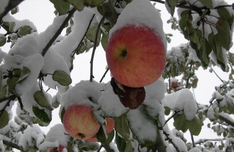 Сорта яблонь для Сибири: яблоки в снегу