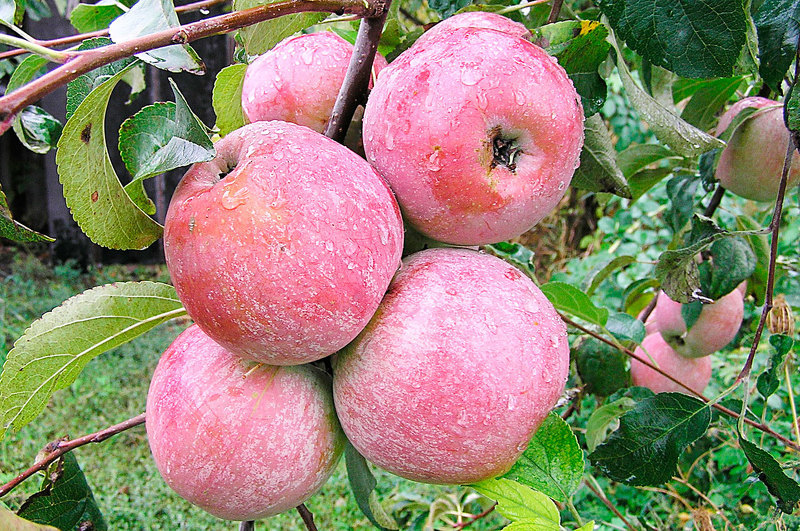 Лучшие сорта яблонь для сибири: Уэлси