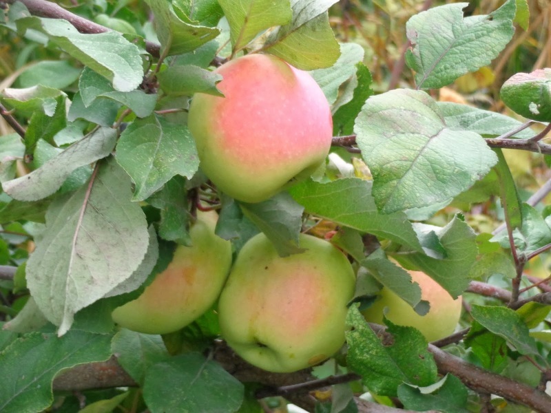 Лучшие сорта яблонь для сибири: Северный Синап