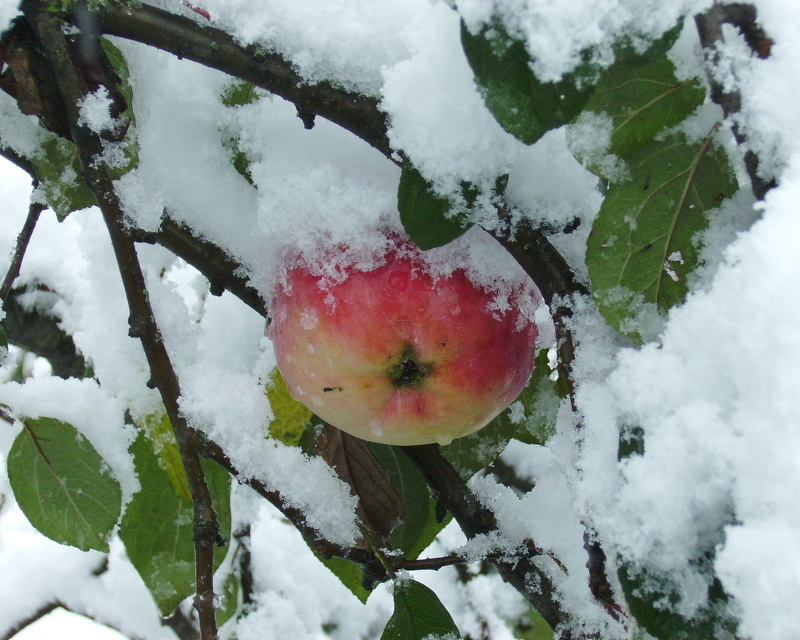 Яблоня медуница зимняя отличается от материнского дерева поздним созреванием
