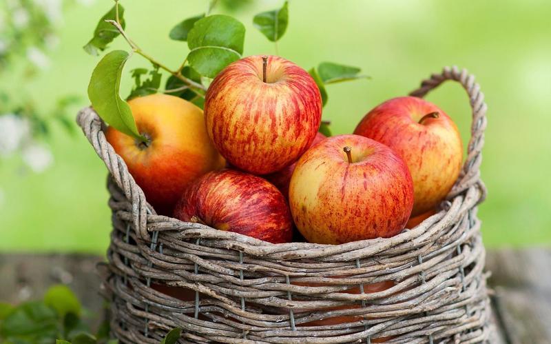 Яблоки Мединцы ценятся за медовый вкус и аромат