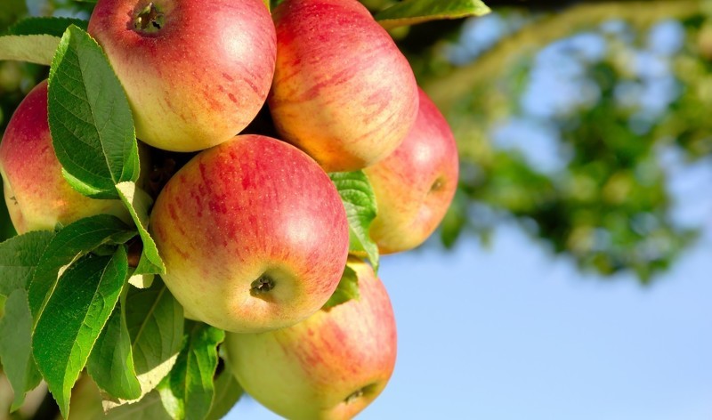 Яблоня медуница имеет сочные и ароматные плоды