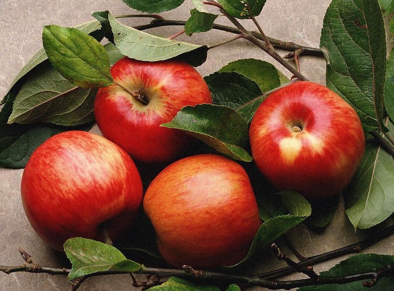 Спелые плоды яблони Медуницы